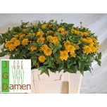 Heliopsis Päikesesilm  Helian Asahi 55cm