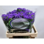 Limonium Parkjuur Crystal Dark Blue 65cm