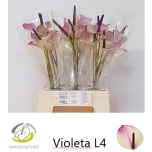 Anthurium Flamingolill Maxima Violeta