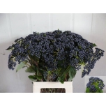 Viburnum Lodjapuu Blueberry Hill 65cm