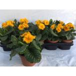 Primula elat Priimula sibel goldgelb 12cm