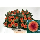 Chrysanthemum Krüsanteem BL Kiev Bicolour*10