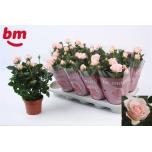 Rosa Potiroos Beau Monde Light Pink 12cm