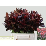 Photinia Mag Volcano 50cm (tk)