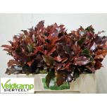 Photinia Mag Volcano 50cm (tk)