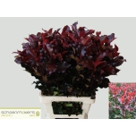 Photinia Mag Volcano 80cm tk