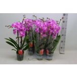 Phalaenopsis Kuuking Elegant Cascade Pink 2ÕV