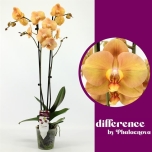 Phalaenopsis Kuuking other orange 12cm