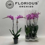 Phalaenopsis Kuuking other pink 15cm