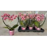 Phalaenopsis Kuuking other pink 9cm