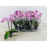 Phalaenopsis Kuuking other pink 9cm