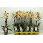 Phalaenopsis Kuuking other yellow 12cm