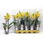 Phalaenopsis Kuuking other yellow 12cm