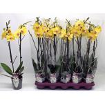 Phalaenopsis Kuuking other yellow 12cm