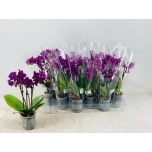 Phalaenopsis Kuuking other purple 9cm