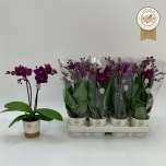 Phalaenopsis other purple 9cm