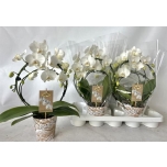 Phalaenopsis Kuuking valge kaarel 12cm