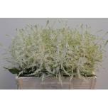 Astilbe Washington 55cm