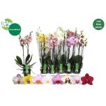 Phalaenopsis Kuuking 8 colours 12cm