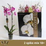 Phalaenopsis Kuuking 8 colours 12cm