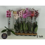 Phalaenopsis Kuuking 8 colours 12cm