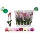 Phalaenopsis Kuuking 8 colours 12cm