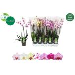 Phalaenopsis Kuuking 7 colours 12cm