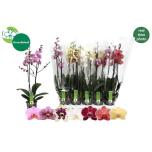 Phalaenopsis Kuuking 7 colours 12cm h65 2õv