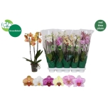 Phalaenopsis Kuuking 6 colours 12cm