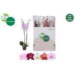 Phalaenopsis Kuuking mix 5 colours 12cm