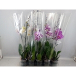 Phalaenopsis Kuuking mix 5 colours 12cm