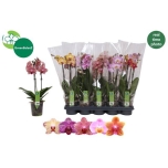 Phalaenopsis Kuuking mix 5 colours 12cm