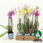 Phalaenopsis Kuuking mixed 4 colours 12cm