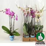 Phalaenopsis Kuuking mixed 4 colours 3ÕV 12cm