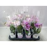 Phalaenopsis Kuuking mini mix 2õv 6cm