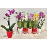 Phalaenopsis Kuuking mini mix 6cm