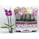 Phalaenopsis Kuuking mix 12cm h60 2õv