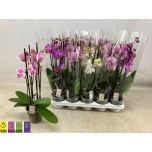 Phalaenopsis Kuuking mix 12cm