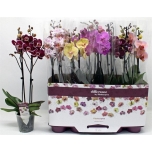 Phalaenopsis Kuuking mix 12cm