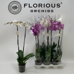 Phalaenopsis mixed 15cm