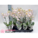 Phalaenopsis Kuuking 9cm