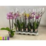 Phalaenopsis Kuuking mix 12cm 2õv