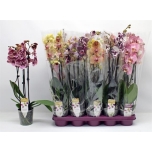 Phalaenopsis Kuuking mix 12cm