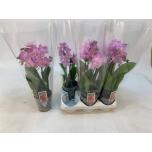 Phalaenopsis Kuuking Pink 9cm