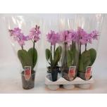 Phalaenopsis Kuuking MF Pink h30cm 3õv 9cm