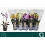 Phalaenopsis Kuuking 4 colours mix 12cm