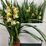 Cymbidium Tsümbiidium other 14cm 2+