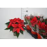 Euphorbia pulcherrima futura red 13cm