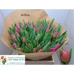 Tulp si Airbus