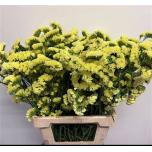 Limonium Parkjuur Max Yellow 70cm